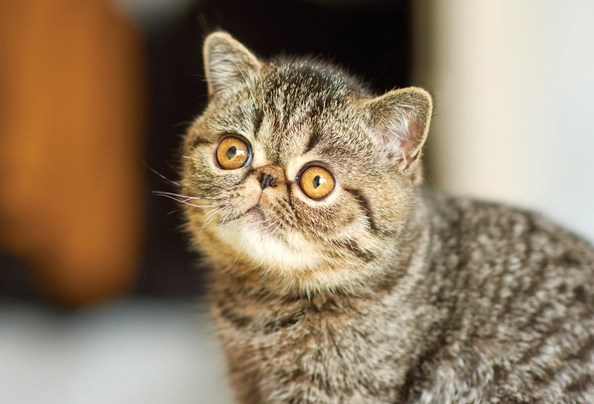 Cat Dementia: Indicators & Find out how to Assist Your Cat