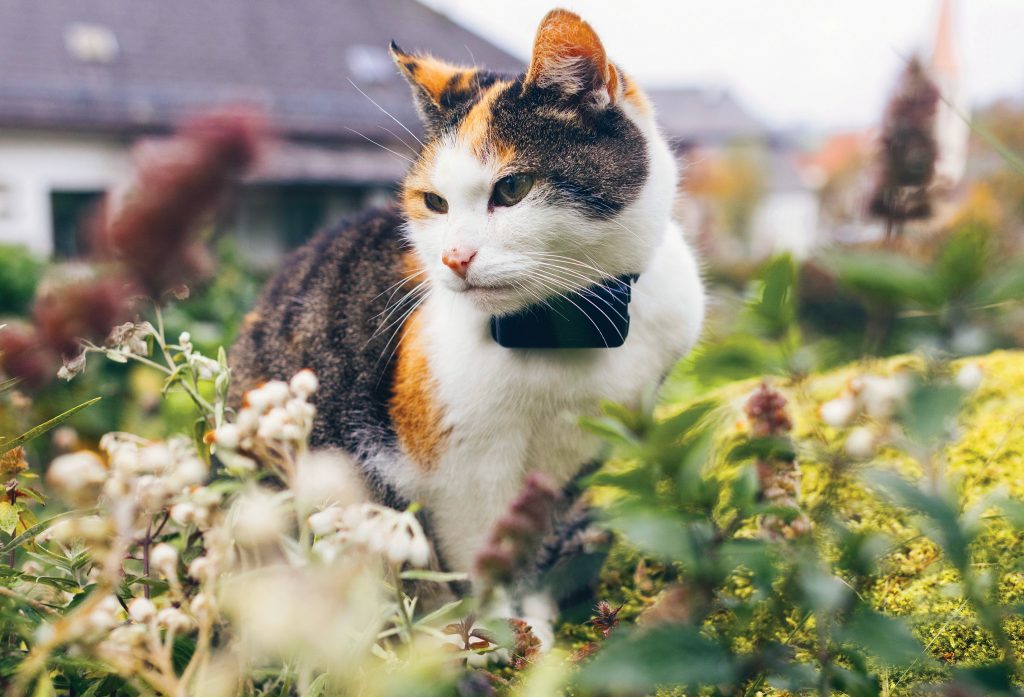 The 8 Finest Good Devices for Cats and Cat Lovers