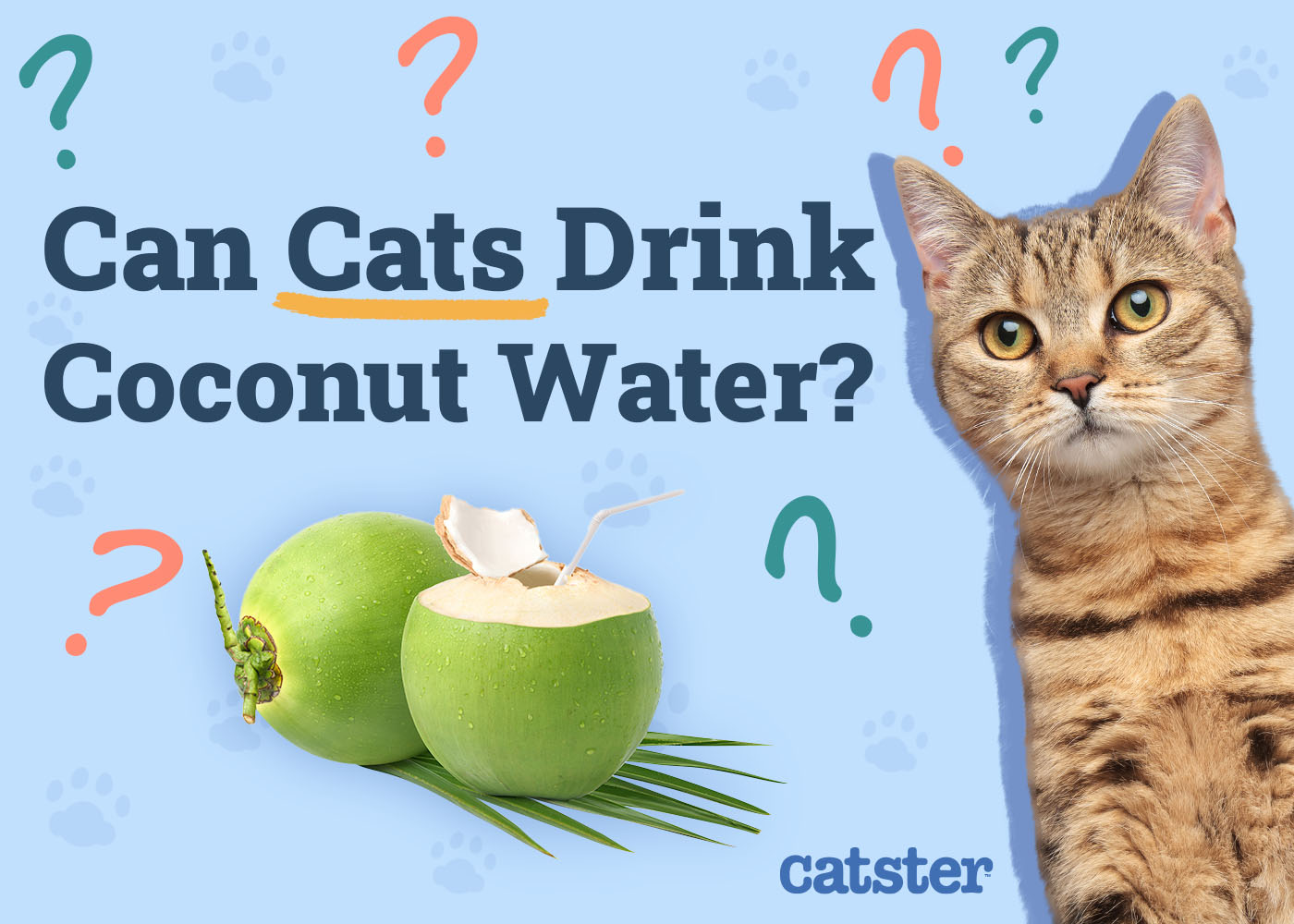 Can Cats Drink Coconut Water? Vet-Verified Diet Details & FAQ