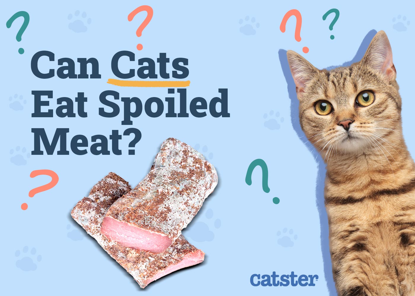 Can Cats Eat Spoiled Meat? Vet-Reviewed Information & FAQs