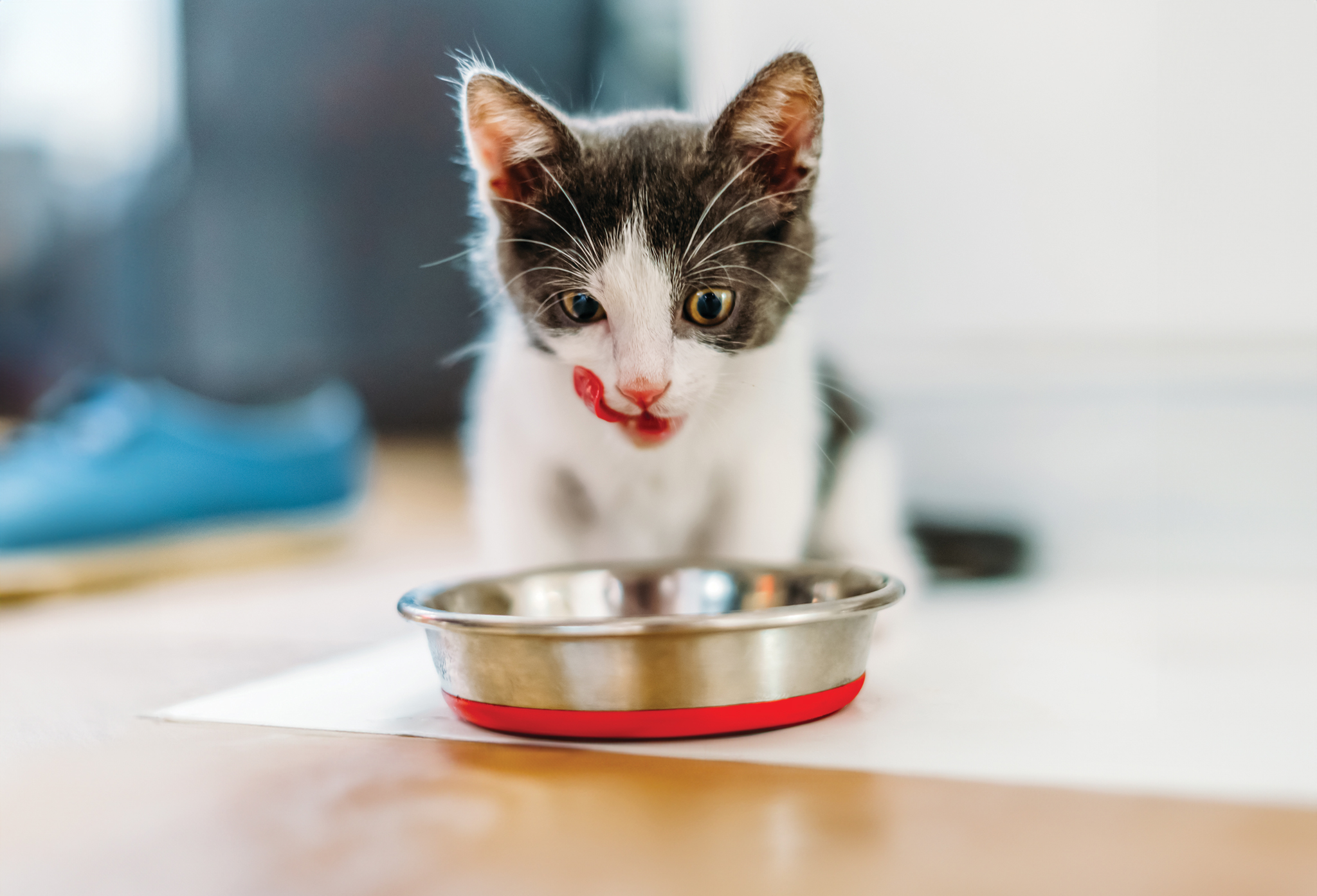 10 Meal Toppers Choosy Cats Go Loopy For