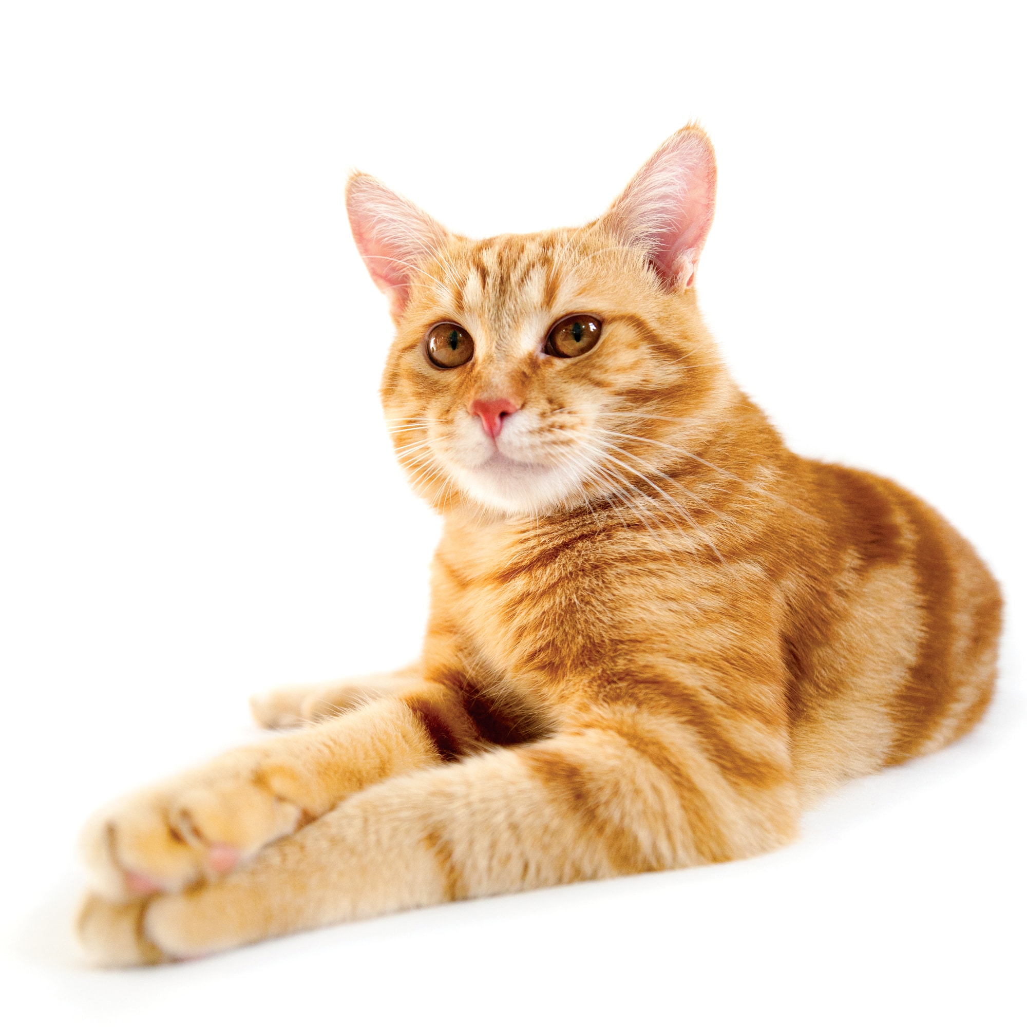 10 Fascinating Orange Cat Information You Most likely Didn’t Know