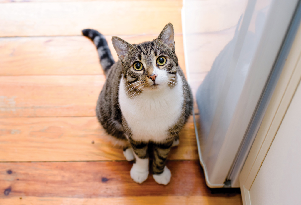 Methods to Transition an Exterior Cat to an Indoor Cat