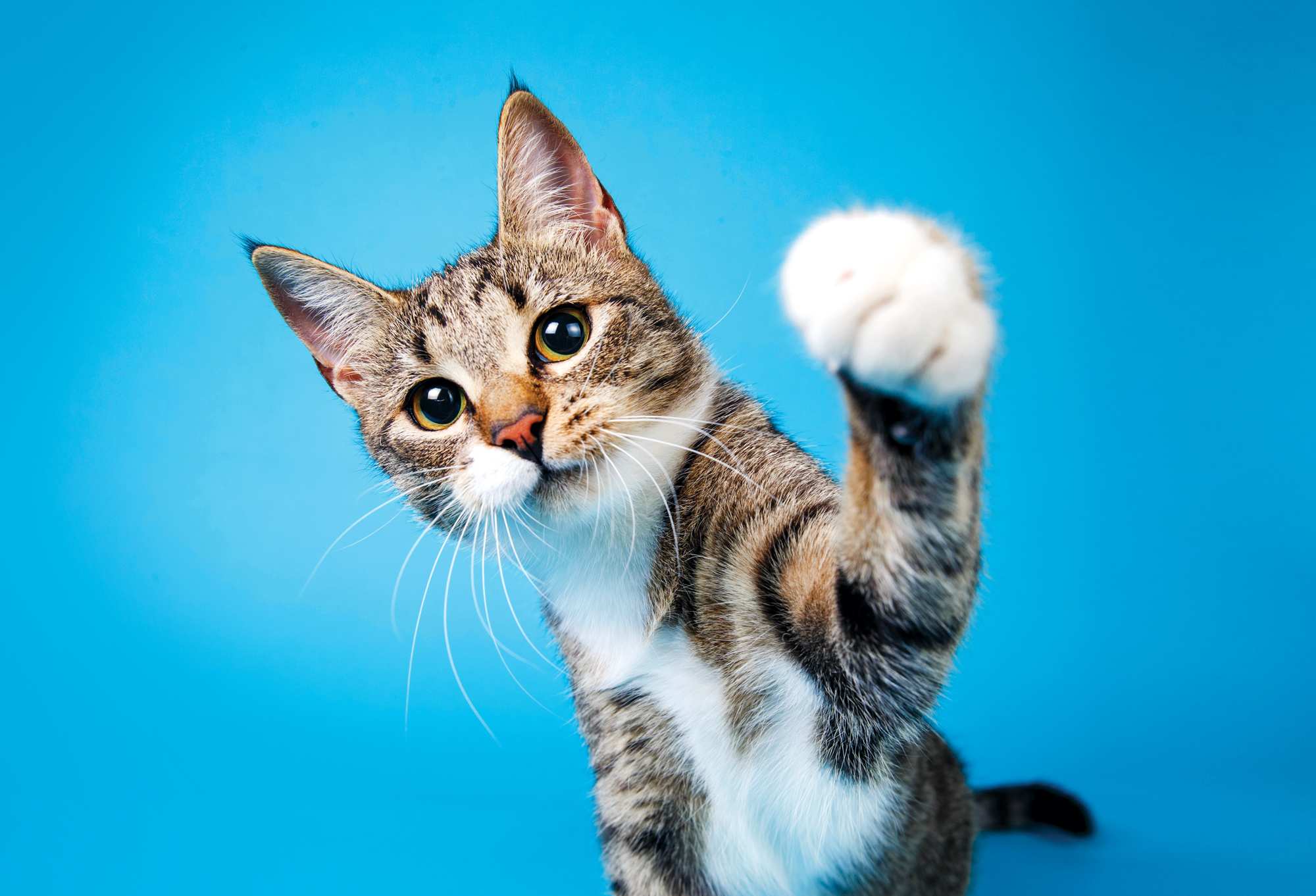 Polydactyl Cats: Historic earlier, Traits and Properly-known Event of Felines with Extra Toes