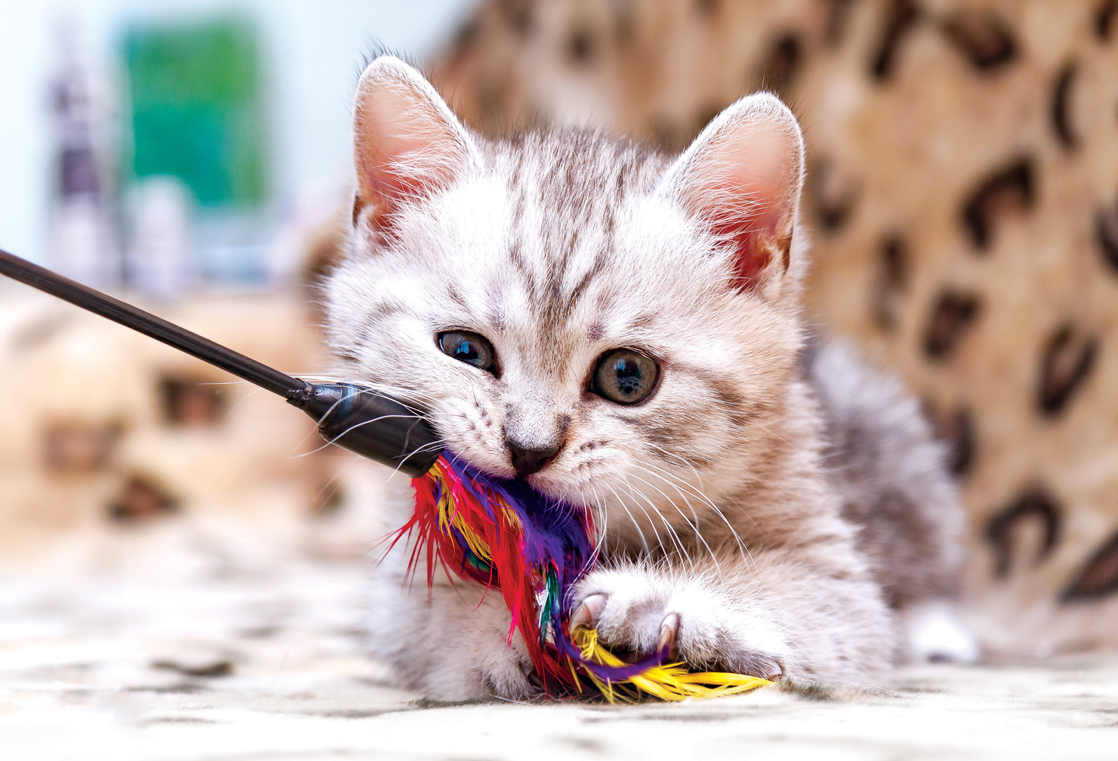 Extreme 5 Tricks to Get Your Cat to Play