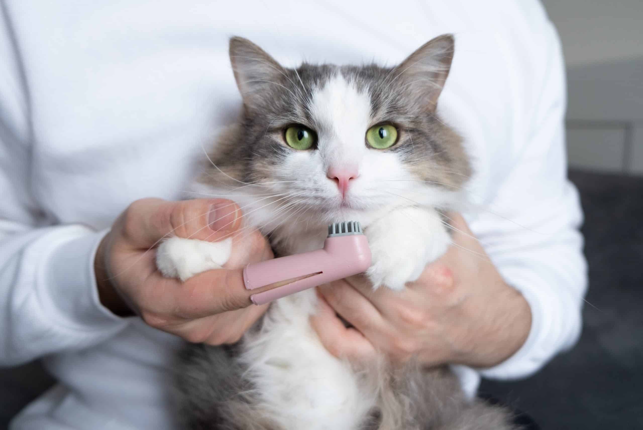 Prime 5 Suggestions for Preserving Your Cat’s Tooth Clear