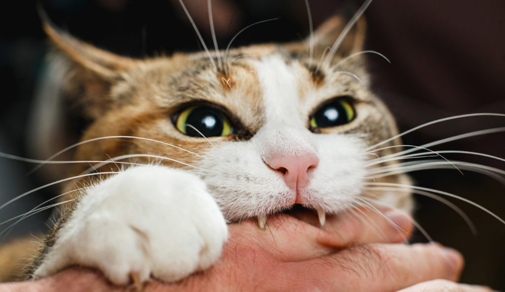 How To Cease a Cat From Biting!