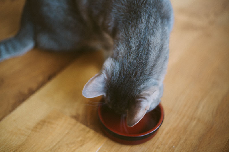 Why I Advocate Measuring How A lot Your Cat Eats Per Day