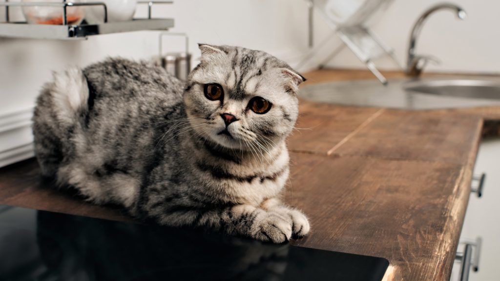 How To Preserve Cats Off Kitchen Counters