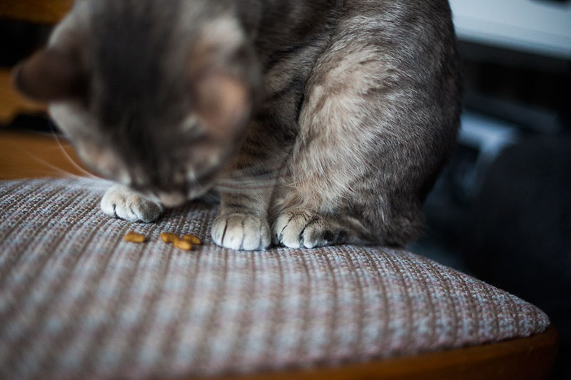 “My Cat’s Breath Smells Like Cat Meals” Need to Repair It?