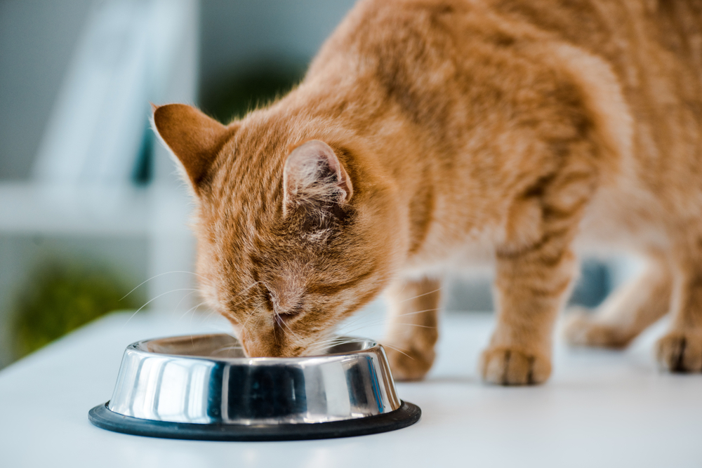 10 Fundamentals of a Selfmade Recent Eating regimen for Cats: Our Vet Explains