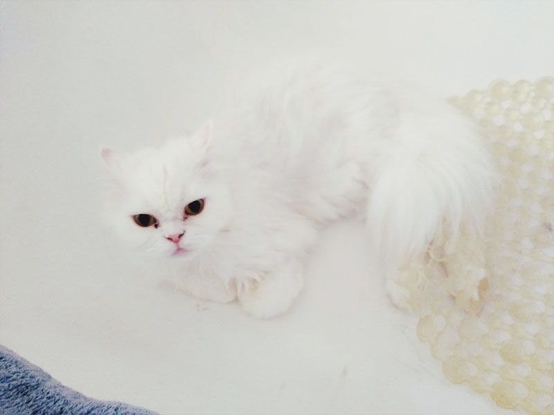 Cat Meows in Bathtub? Right here’s What He/She Probably Needs